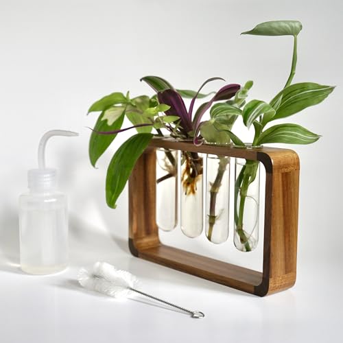 Source & Plot - Plant Propagation Station - Acacia Wood Stand 4 Glass Test Tube Hydroponic Tabletop Rooting Terrarium Planter Rack Home and Office Decor - Gift for Plant Lovers
