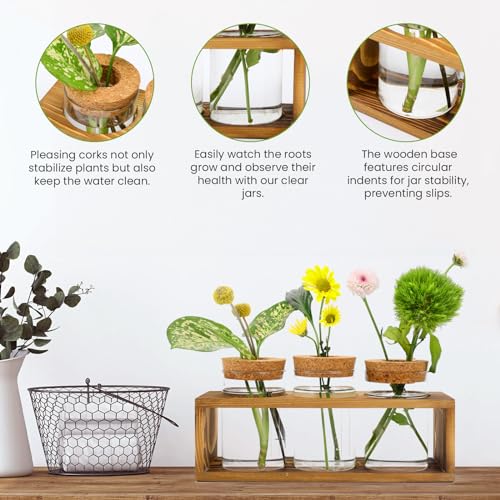 Pechaut Propagation Station for Plant Growth, Ideal Gifts for Women, Enhances Home Dcor, Ideal Indoor Centerpiece for Plant Lovers, Brown