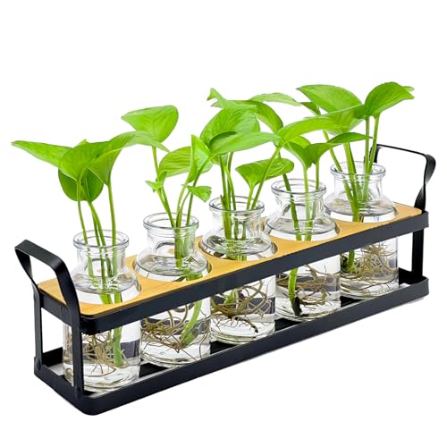 Quuavio Plant Propagation Stations with Metal Stand, Desktop Plant Terrarium with 5 Air Propogation Jars, Flower Glass Vasefor Hydroponic, Home Garden Window Office Decor, Plants Gifts