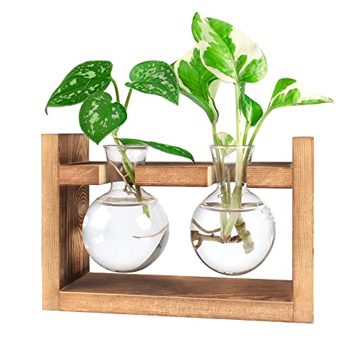 Ivolador Plants Terrarium Glass Bulb Terrarium with Retro Solid Wooden Stand Propagation Sation for Hydroponics Plants Desktop Home Garden Wedding Décor (2 Bulbs)