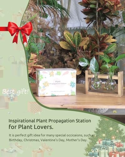 Ivolador Plants Terrarium Glass Bulb Terrarium with Retro Solid Wooden Stand Propagation Sation for Hydroponics Plants Desktop Home Garden Wedding Décor (2 Bulbs)