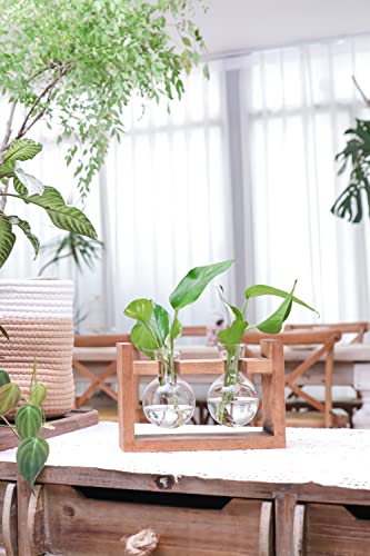 Ivolador Plants Terrarium Glass Bulb Terrarium with Retro Solid Wooden Stand Propagation Sation for Hydroponics Plants Desktop Home Garden Wedding Décor (2 Bulbs)
