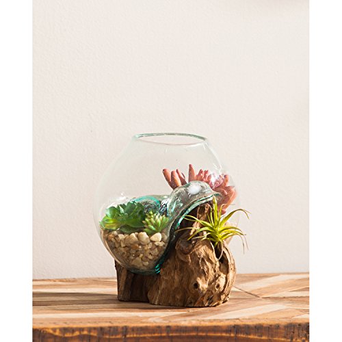 Cape Craftsmen Hand-Blown Blue Tinted Bubble Glass On Natural Teak Driftwood Terrarium | Home Décor Indoor Planter with Stand | Pot for Succulent and Plants | Small 7-Inches Tall