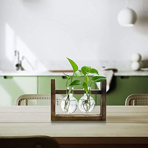 Ivolador Plants Terrarium Glass Bulb Terrarium with Retro Solid Wooden Stand Propagation Sation for Hydroponics Plants Desktop Home Garden Wedding Décor (2 Bulbs)