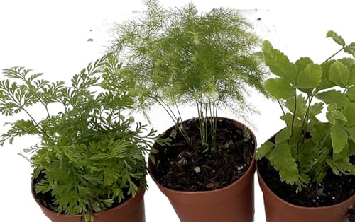 Mini Ferns for Terrariums/Fairy Garden - 3 Different Plants-2" Pots