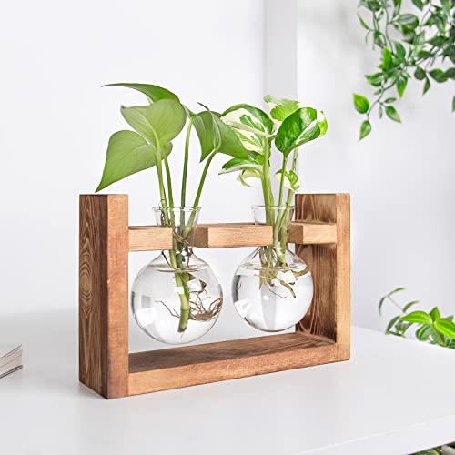 Ivolador Plants Terrarium Glass Bulb Terrarium with Retro Solid Wooden Stand Propagation Sation for Hydroponics Plants Desktop Home Garden Wedding Décor (2 Bulbs)
