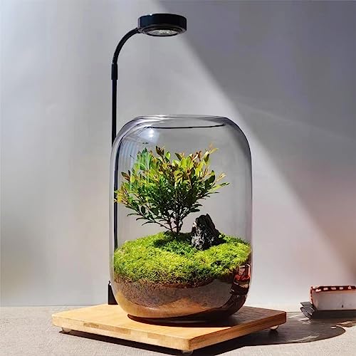 SARUFO Glass Plant Terrarium 6.3"X8.6" Inches Succulent Air Planter Fern Moss Micro-Landscape Vase for Home Garden Office Tabletop Decoration Container with Lid Indoor Wardian Copyright Patent