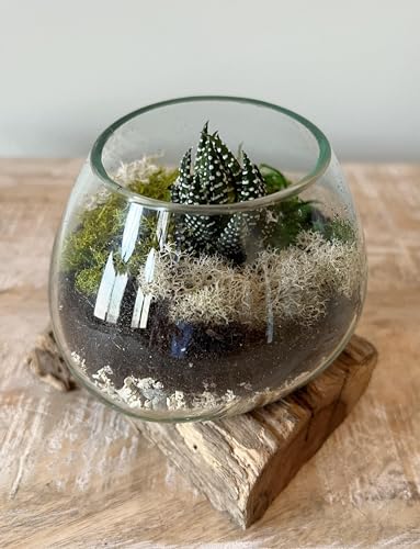 Small Hand-Blown Melted Glass Fish Bowl Vase Terrarium on Driftwood Base – Decorative Centerpiece Full or Empty