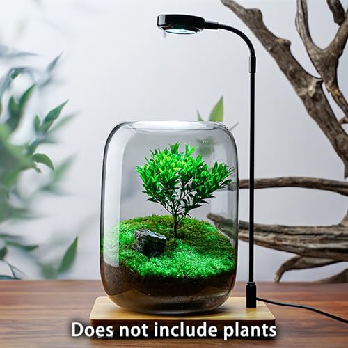 SARUFO Glass Plant Terrarium 6.3"X8.6" Inches Succulent Air Planter Fern Moss Micro-Landscape Vase for Home Garden Office Tabletop Decoration Container with Lid Indoor Wardian Copyright Patent