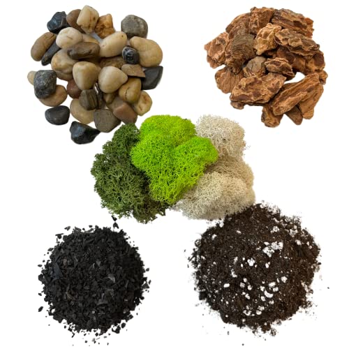 Succulent Cactus DIY Terrarium Kit - Great for Large Terrariums, Planters and Fairy Gardens