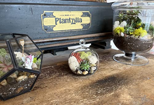 Succulent Cactus DIY Terrarium Kit - Great for Large Terrariums, Planters and Fairy Gardens