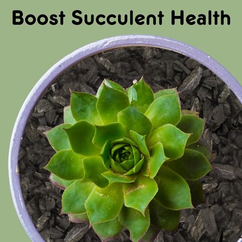 Horticultural Charcoal for Indoor Plants (1 Quart), Hardwood Soil Additive for Orchids, Terrariums, and Gardening