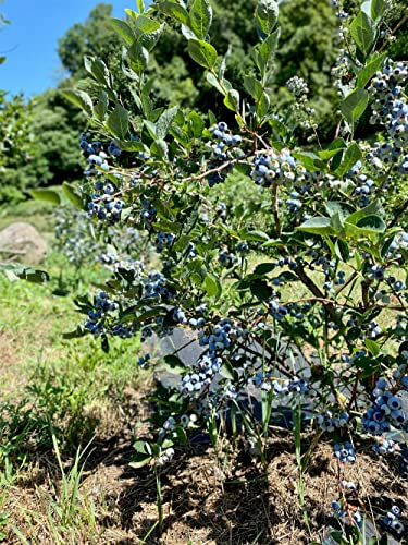 Lake Como Blueberry Nectar - Lombardia - 7.4 oz