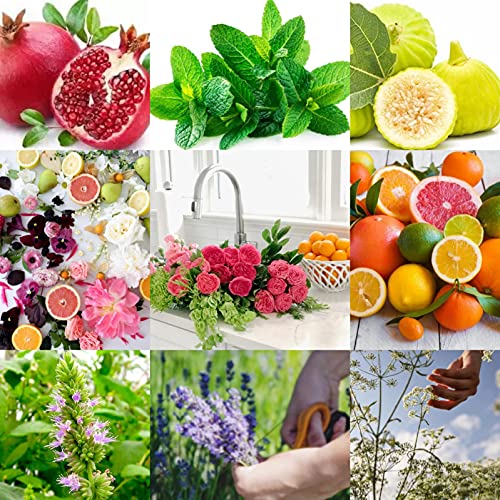 CASA AMALFI - Luxury & Artisanal Solid Soap with shea butter, 100% Vegan & Natural Ingredients, Plastic-free & Animal-Cruelty Free (Pompeii)