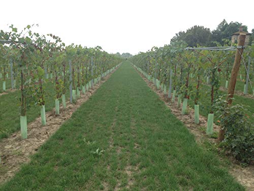 Acetaia Gambigliani Zoccoli: Traditional Balsamic Vinegar 12+ Years