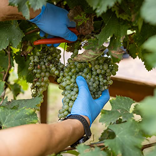 Balsamic Vinegar of Modena Gold Label PGI 8.45oz