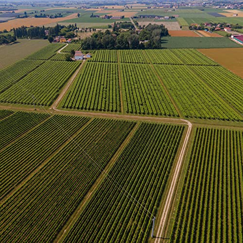 Balsamic Vinegar of Modena Gold Label PGI 8.45oz