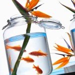 Bormioli Rocco Fido Clear Jar, 169 Oz, 5 L