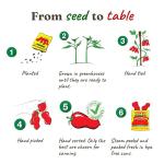 Cento Certified San Marzano Whole Peeled Plum Tomatoes, 28 Ounce , Pack Of 6