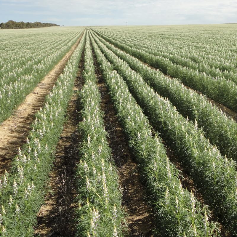 Lupini Beans in Brine 24.3oz Jars | 6 Pack