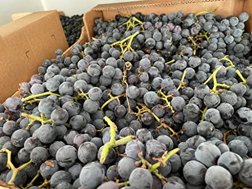 Marco Colzani Isabella Concord Grape Nectar, 7.4 oz