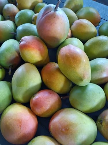 Sicilian Mango Nectar by Marco Colzani - 7.4 oz
