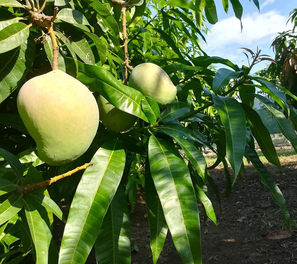Sicilian Mango Nectar by Marco Colzani - 7.4 oz