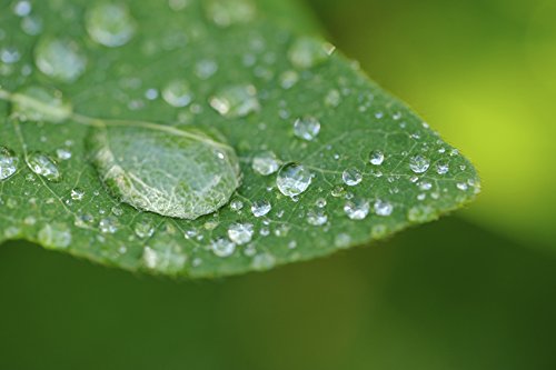 High Definition Macro Lens for DSLR's (58mm)