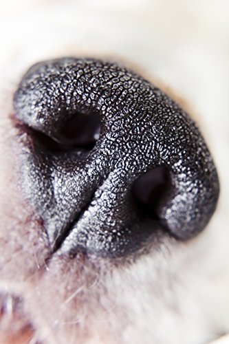 High Definition Macro Lens for DSLR's (58mm)