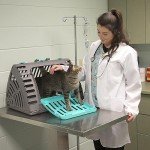 Collapsible Travel Cat Carrier with Waterproof Bed