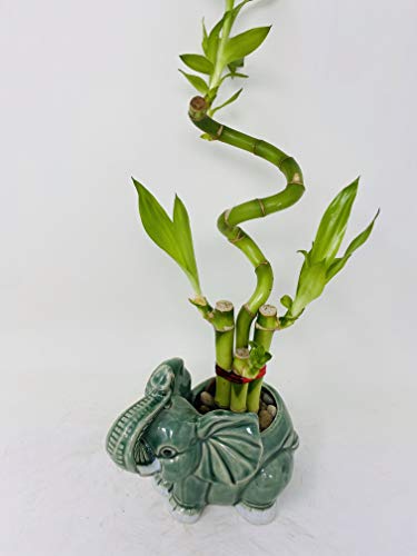 Lucky Bamboo with Elephant Vase for Feng Shui