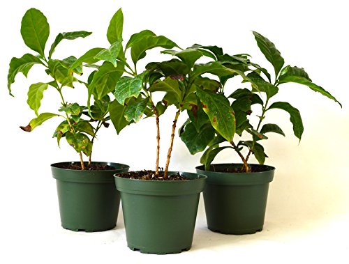 Arabica Coffee Plant Pot Set (Pack of 3)