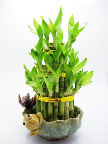 Lucky Bamboo Frog and Lotus Home Decor