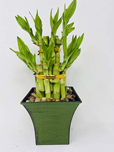 Jmbamboo - 2 Tier Lucky Bamboo Set in Moss Green Vase