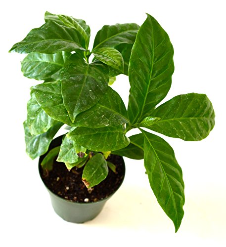 Arabica Coffee Plant Pot Set (Pack of 3)