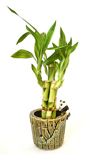 Ceramic Panda Vase with 9GreenBox Lucky Bamboo