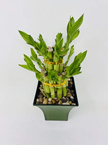 Jmbamboo - 2 Tier Lucky Bamboo Set in Moss Green Vase