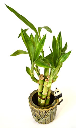 Ceramic Panda Vase with 9GreenBox Lucky Bamboo