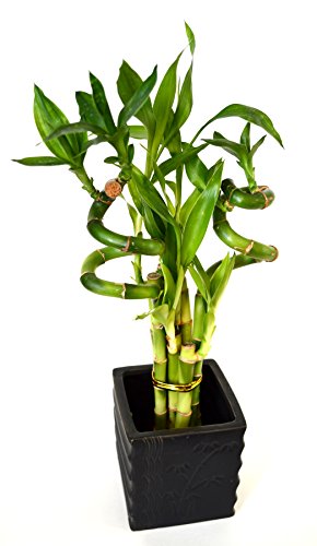 Spiral Lucky Bamboo with Diamond Ceramic Vase
