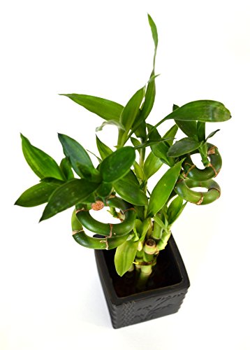 Spiral Lucky Bamboo with Diamond Ceramic Vase