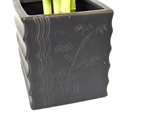 Spiral Lucky Bamboo with Diamond Ceramic Vase