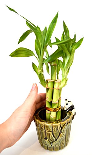 Ceramic Panda Vase with 9GreenBox Lucky Bamboo