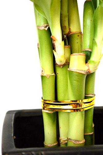 Spiral Lucky Bamboo with Diamond Ceramic Vase