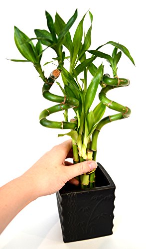 Spiral Lucky Bamboo with Diamond Ceramic Vase