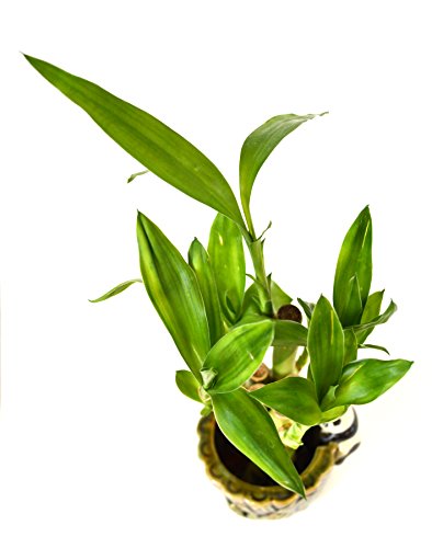 Ceramic Panda Vase with 9GreenBox Lucky Bamboo