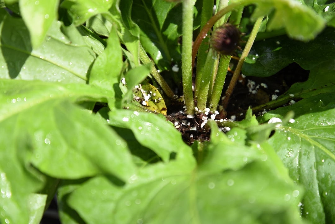 Perfect Plants Organic Perlite - 8 Quart