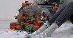 Cute Animal Fun Socks for Women - One Size