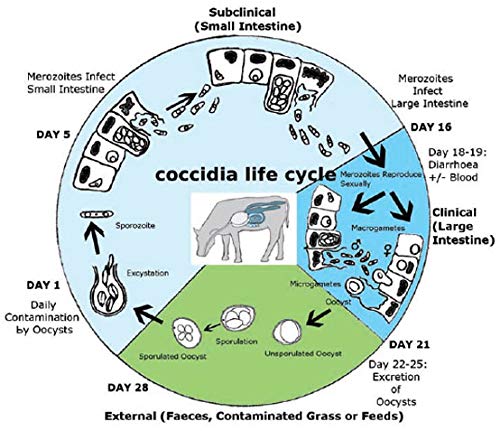 Coccidiosis Treatment for Chickens & Goats