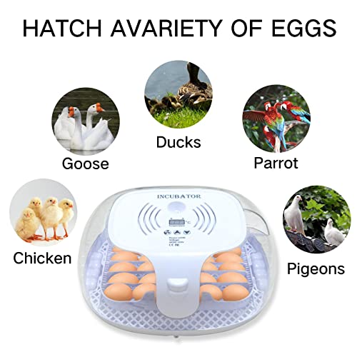 Chickens Incubators: Automatic Hatcher for Various Poultry Eggs