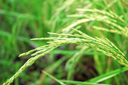 3 lb Raw Long Grain Brown Rice - Kosher, Vegan